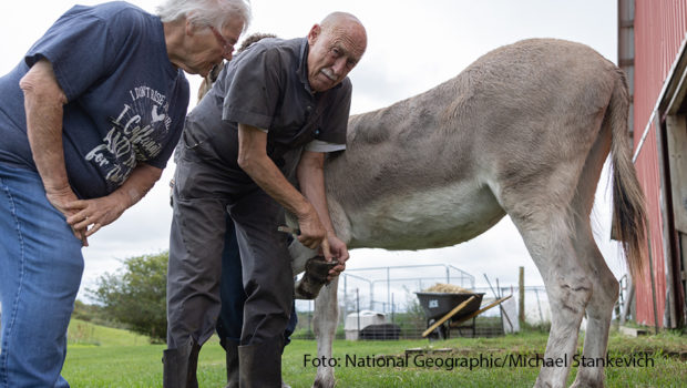 Im Februar zeigt der Sender National Geographic Wild die bereits zwölfte Staffel der Dokuserie „Der unglaubliche Dr. Pol“. In zehn neuen Episoden bekommen die Zuschauerinnen und Zuschauer Einblick in die spannendsten Fälle des bekannten Veterinärs. (Foto: National Geographic/Michael Stankevich)