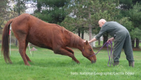 In diesem Oktober nimmt National Geographic WILD Abschied von einem der bekanntesten Tierärzte der Welt. Nach Staffel 13 macht „Der unglaubliche Dr. Pol“ Schluss. Doch zuvor nimmt der leidenschaftliche Veterinär die Zuschauer noch einmal mit in seinen turbulenten Alltag. (Foto: National Geographic/Cecilia Odou)