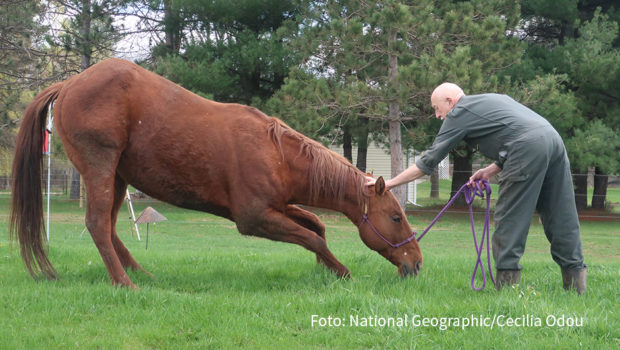 In diesem Oktober nimmt National Geographic WILD Abschied von einem der bekanntesten Tierärzte der Welt. Nach Staffel 13 macht „Der unglaubliche Dr. Pol“ Schluss. Doch zuvor nimmt der leidenschaftliche Veterinär die Zuschauer noch einmal mit in seinen turbulenten Alltag. (Foto: National Geographic/Cecilia Odou)