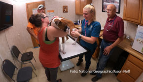 In diesem Herbst können sich die Zuschauerinnen und Zuschauer von National Geographic Wild auf neue Folgen der Dokuserie „Der unglaubliche Dr. Pol“ freuen. Ab dem 27. September sind der Vollblut-Veterinär und sein Team wieder für ihre tierischen Patienten im Einsatz. (Foto: National Geographic/Jason Neff)