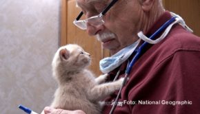 Am 4. September wird der in Michigan ansässige Tierarzt Dr. Jan Pol 80 Jahre alt. Der Doku-Sender National Geographic Wild widmet ihm aus diesem Anlass eine dreitägige Sonderprogrammierung. Anschließend gibt’s neue Folgen der Serie „Der unglaubliche Dr. Pol“. (Foto: National Geographic)