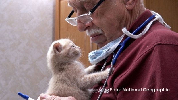 Am 4. September wird der in Michigan ansässige Tierarzt Dr. Jan Pol 80 Jahre alt. Der Doku-Sender National Geographic Wild widmet ihm aus diesem Anlass eine dreitägige Sonderprogrammierung. Anschließend gibt’s neue Folgen der Serie „Der unglaubliche Dr. Pol“. (Foto: National Geographic)