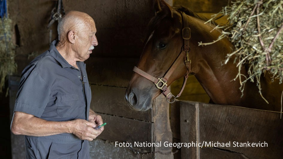 Zehn neue Episoden der beliebten Doku-Serie um den in Michigan praktizierenden Veterinär Dr. Jan Pol stehen ab dem 8. Februar bei National Geographic Wild auf dem Programm. Zum Auftakt der zwölften Staffel von „Der unglaubliche Dr. Pol“ kümmert sich der 80-Jährige u.a. um ein verletztes Rennpferd. (Foto: National Geographic/Michael Stankevich)