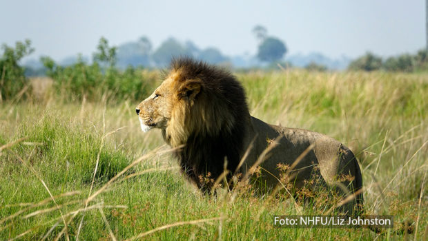 Zum Kinostart von Disneys „Mufasa: Der König der Löwen“ nimmt National Geographic WILD seine Zuschauerinnen und Zuschauer immer donnerstags mit auf eine Reise zu den majestätischen Raubkatzen. Mit packenden Dokus wird das Leben der Löwen unter die Lupe genommen. (Foto: NHFU/Liz Johnston)