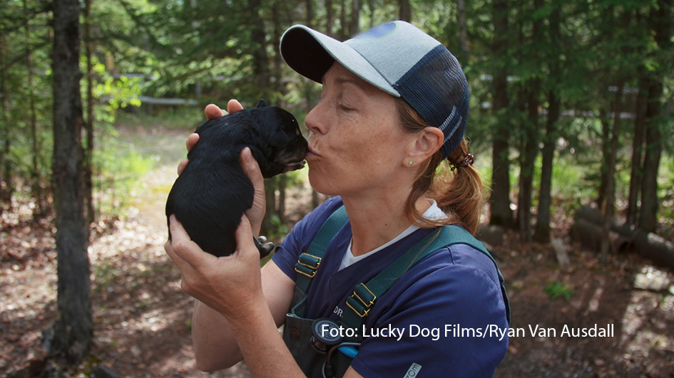 Ab dem 8. November gibt’s bei National Geographic WILD neue Folgen von „Die Yukon-Tierärztin“. Einmal mehr steht Dr. Michelle Oakley vor spannenden und außergewöhnlichen Herausforderungen, die der Veterinärin aus Leidenschaft ihr ganzes Fachwissen und Können abverlangen. (Foto: Lucky Dog Films/Ryan Van Ausdall)