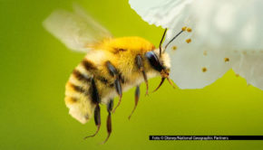 Bei der zweiteiligen Doku-Serie „Die geheimnisvolle Welt der Bienen“ machen der bekannte Wildlife-Filmer Bertie Gregory und Starproduzent James Cameron gemeinsame Sache. Am Ostersonntag, den 5. April, läuft sie in deutscher TV-Erstausstrahlung bei National Geographic WILD. (Foto © Disney/National Geographic Partners)