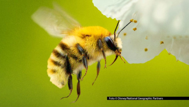Bei der zweiteiligen Doku-Serie „Die geheimnisvolle Welt der Bienen“ machen der bekannte Wildlife-Filmer Bertie Gregory und Starproduzent James Cameron gemeinsame Sache. Am Ostersonntag, den 5. April, läuft sie in deutscher TV-Erstausstrahlung bei National Geographic WILD. (Foto © Disney/National Geographic Partners)