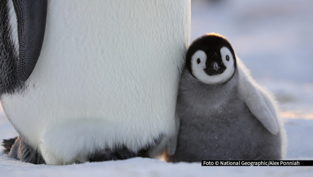 Zum „Earth Day“ am heutigen 22. April begibt sich der Doku-Sender National Geographic WILD auf eine Reise in „Die geheimnisvolle Welt der Pinguine“. Die von James Cameron produzierte dreiteilige Reihe blickt in die faszinierenden Lebensräume der flugunfähigen Seevögel. Foto © National Geographic/Alex Ponniah