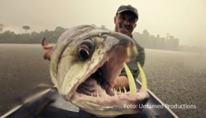 Der Fischereiexperte und Abenteurer Cyril Chauquet will darauf aufmerksam machen, dass der Bestand von Fischen wie dem Riesenantennenwels gefährdet ist. Bei National Geographic steht Chauquets Engagement ab dem 10. Oktober immer montags im Mittelpunkt der Serie „Die letzten Giganten: Riesenfische“. (Foto: Untamed Productions)
