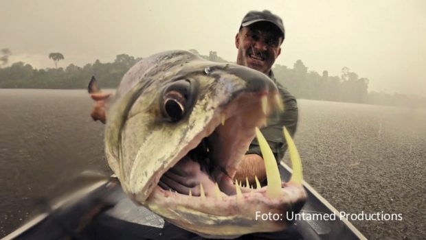 Der Fischereiexperte und Abenteurer Cyril Chauquet will darauf aufmerksam machen, dass der Bestand von Fischen wie dem Riesenantennenwels gefährdet ist. Bei National Geographic steht Chauquets Engagement ab dem 10. Oktober immer montags im Mittelpunkt der Serie „Die letzten Giganten: Riesenfische“. (Foto: Untamed Productions)