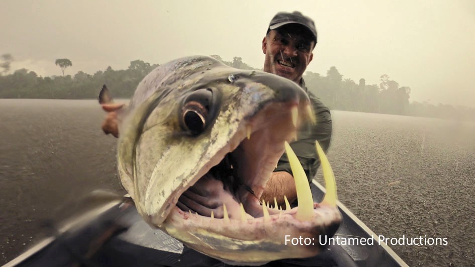 Der Fischereiexperte und Abenteurer Cyril Chauquet will darauf aufmerksam machen, dass der Bestand von Fischen wie dem Riesenantennenwels gefährdet ist. Bei National Geographic steht Chauquets Engagement ab dem 10. Oktober immer montags im Mittelpunkt der Serie „Die letzten Giganten: Riesenfische“. (Foto: Untamed Productions)