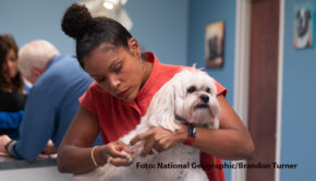 Die in Louisville im US-Bundesstaat Kentucky praktizierende Dr. Joya Griffin ist die „Hautärztin der Tiere“. In der so betitelten Serie gewährt sie ab dem 1. März auf National Geographic Wild Einblicke in ihre alltägliche Arbeit mit den unterschiedlichsten tierischen Patienten. (Foto: National Geographic/Brandon Turner)