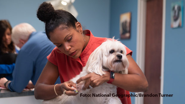 Die in Louisville im US-Bundesstaat Kentucky praktizierende Dr. Joya Griffin ist die „Hautärztin der Tiere“. In der so betitelten Serie gewährt sie ab dem 1. März auf National Geographic Wild Einblicke in ihre alltägliche Arbeit mit den unterschiedlichsten tierischen Patienten. (Foto: National Geographic/Brandon Turner)