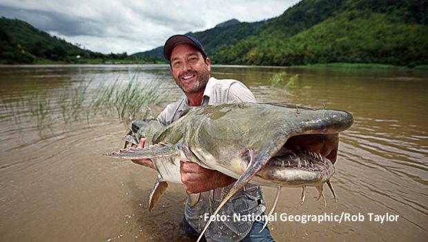 Einen ganzen Monat lang wird der US-amerikanische Meeresbiologe und Monsterfisch-Jäger Zeb Hogan zur Hauptfigur im Programm von National Geographic Wild. Der Doku-Sender widmet ihm an jedem Sonntag im „Zeb-tember“ eine ausführliche Sonderprogrammierung. (Foto: National Geographic/Rob Taylor)