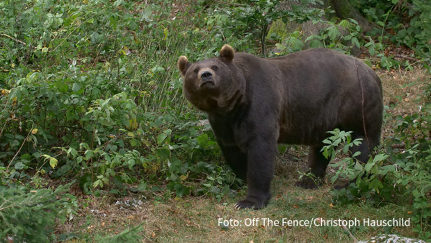In diesem Dezember und Januar begibt sich der Sender National Geographic WILD auf eine Erkundungstour durch „Europas Wildnis“. Jeden Freitag gibt‘s je drei Doku-Highlights, die die Schönheit der heimischen Tier- und Pflanzenwelt in den Fokus rücken. (Foto: Off The Fence/Christoph Hauschild)