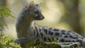 Ab dem 5. Mai startet bei National Geographic der Themenmonat „Europas Wildnis“. Immer sonntags geht’s an atemberaubende Orte. Auf dem Sendeplan stehen u.a. die TV-Premieren von „Europas wilde Schönheit“ und „Sardinien – Arche aus Stein“. (Foto: Off The Fence/Ramon Navarro)