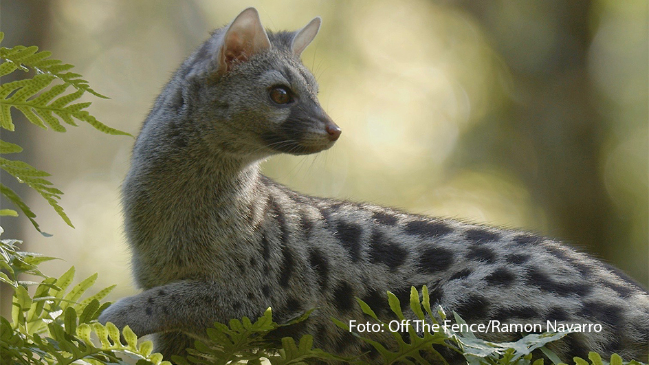 Ab dem 5. Mai startet bei National Geographic der Themenmonat „Europas Wildnis“. Immer sonntags geht’s an atemberaubende Orte. Auf dem Sendeplan stehen u.a. die TV-Premieren von „Europas wilde Schönheit“ und „Sardinien – Arche aus Stein“. (Foto: Off The Fence/Ramon Navarro)