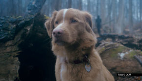 Der Schein trügt, denn bei „Good Boy“ handelt es sich keineswegs um einen beschaulichen Tierfilm. Nicht von ungefähr eröffnet der US-amerikanischen Horrorfilm, der damit auch seine Deutschlandpremiere feiert, das Programm des 39. Fantasy Film Fests in sieben deutschen Städten. Foto © DCM