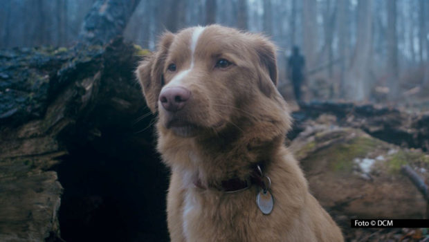 Der Schein trügt, denn bei „Good Boy“ handelt es sich keineswegs um einen beschaulichen Tierfilm. Nicht von ungefähr eröffnet der US-amerikanischen Horrorfilm, der damit auch seine Deutschlandpremiere feiert, das Programm des 39. Fantasy Film Fests in sieben deutschen Städten. Foto © DCM