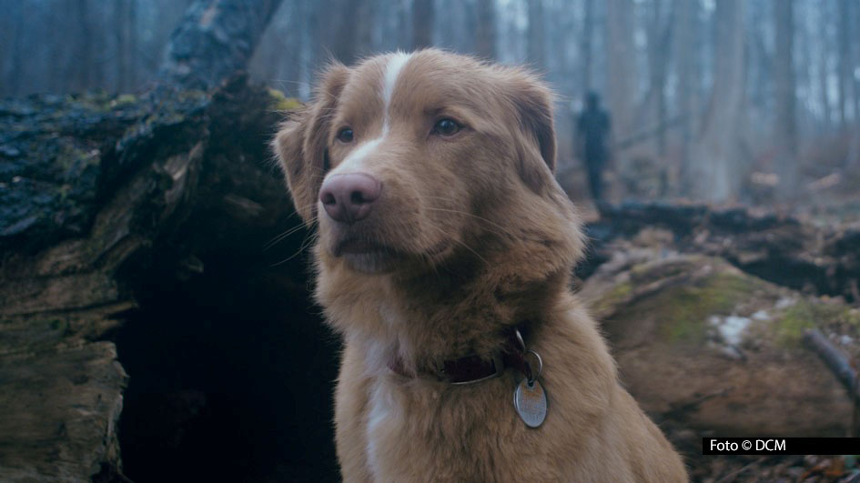 Der Schein trügt, denn bei „Good Boy“ handelt es sich keineswegs um einen beschaulichen Tierfilm. Nicht von ungefähr eröffnet der US-amerikanischen Horrorfilm, der damit auch seine Deutschlandpremiere feiert, das Programm des 39. Fantasy Film Fests in sieben deutschen Städten. Foto © DCM