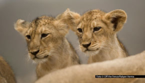 National Geographic WILD nimmt an insgesamt drei Sonntagen die Wildtiere Indiens in den Blick. Zu der Sonderprogrammierung unter dem Titel „Faszination Indien“ gehören u.a. die neue Serie „Indiens Wildnis“ und bereits bekannte Formate wie „Wildes Indien“. (Foto © Off the Fence/Kalyan Varma)