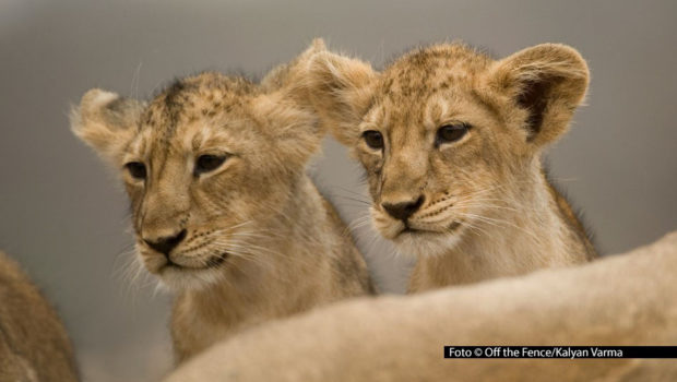 National Geographic WILD nimmt an insgesamt drei Sonntagen die Wildtiere Indiens in den Blick. Zu der Sonderprogrammierung unter dem Titel „Faszination Indien“ gehören u.a. die neue Serie „Indiens Wildnis“ und bereits bekannte Formate wie „Wildes Indien“. (Foto © Off the Fence/Kalyan Varma)