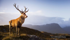 Der ARD-Sechsteiler „Faszination Europa“ von Filmemacher Christian Baumeister zeigt ab dem 8. September die Vielfalt der Tierwelt auf unserem Kontinent. Gedreht wurde an 50 Schauplätzen von den schottischen Highlands bis zu den Azoren. Als Erzähler ist Schauspieler Benno Fürmann zu hören. olge-2_Foto-WDR_Light-Shadow