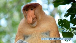 Tierisch-schräge Doku-Formate stehen den ganzen Juni über jeweils samstags und sonntags bei National Geographic WILD auf dem Programm. Der „Freaky Juni“ hat bei dem Sender bereits Tradition und gibt Einblicke in die Lebenswelten wundersamer und skurriler Wesen aus dem Tierreich. (Foto-Terra-Mater_Paul-Stewart)