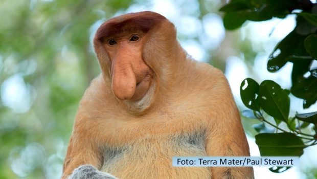 Tierisch-schräge Doku-Formate stehen den ganzen Juni über jeweils samstags und sonntags bei National Geographic WILD auf dem Programm. Der „Freaky Juni“ hat bei dem Sender bereits Tradition und gibt Einblicke in die Lebenswelten wundersamer und skurriler Wesen aus dem Tierreich. (Foto-Terra-Mater_Paul-Stewart)