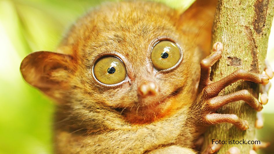 HP_Freaky Juni_Foto istock.com