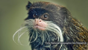 National Geographic Wild widmet wieder einen ganzen Monat den großen und kleinen tierischen Freaks dieser Erde. Ab dem 3. Juni zeigt der Doku-Sender im „Freaky Juni“ zahlreiche Filme und Serienfolgen rund um die abgefahrensten, komischsten und unglaublichsten Lebewesen, die die Natur zu bieten hat. (Foto: National Geographic/Jim Fitzpatrick)