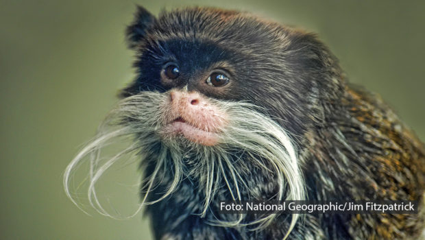 National Geographic Wild widmet wieder einen ganzen Monat den großen und kleinen tierischen Freaks dieser Erde. Ab dem 3. Juni zeigt der Doku-Sender im „Freaky Juni“ zahlreiche Filme und Serienfolgen rund um die abgefahrensten, komischsten und unglaublichsten Lebewesen, die die Natur zu bieten hat. (Foto: National Geographic/Jim Fitzpatrick)