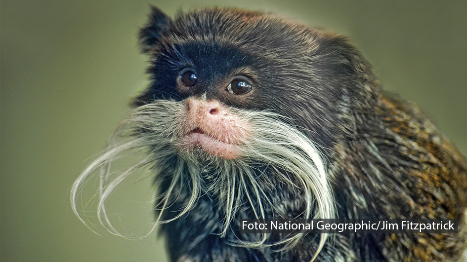 National Geographic Wild widmet wieder einen ganzen Monat den großen und kleinen tierischen Freaks dieser Erde. Ab dem 3. Juni zeigt der Doku-Sender im „Freaky Juni“ zahlreiche Filme und Serienfolgen rund um die abgefahrensten, komischsten und unglaublichsten Lebewesen, die die Natur zu bieten hat. (Foto: National Geographic/Jim Fitzpatrick)