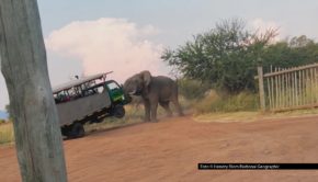Elefanten sind nicht unbedingt große Autofans. Welche dramatischen Folgen das haben kann, zeigt die neue Doku-Serie „Gefährliche Begegnungen der tierischen Art“ bei National Geographic WILD. Ab dem heutigen 11. September, um 20:15 Uhr gibt’s sechs Episoden als Deutschlandpremiere. Foto © Hendry Blom/National Geographic