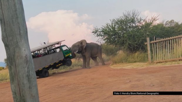 Elefanten sind nicht unbedingt große Autofans. Welche dramatischen Folgen das haben kann, zeigt die neue Doku-Serie „Gefährliche Begegnungen der tierischen Art“ bei National Geographic WILD. Ab dem heutigen 11. September, um 20:15 Uhr gibt’s sechs Episoden als Deutschlandpremiere. Foto © Hendry Blom/National Geographic