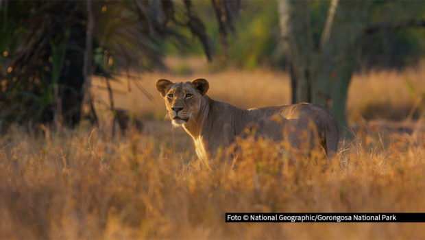 Am Tag der Arbeit feiert bei National Geographic WILD eine besondere Dokumentation ihre deutsche TV-Premiere. „Gorongosa: Die Rückkehr der Raubtiere“ zeigt den steinigen Weg des Wiederaufbauprogramms im Gorongosa-Nationalpark im Herzen von Mosambik. Foto © National Geographic/Gorongosa National Park