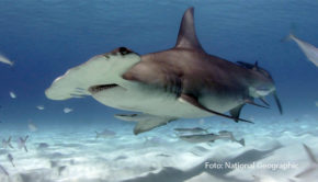 Ab dem 16. Juli zeigt National Geographic WILD jeden Dienstag ab 20:15 Uhr spannende Dokumentationen über die unterschiedlichsten Hai-Arten. Dabei bietet der Themenmonat „Hai Life“ bis zum Monatsende insgesamt neun deutsche TV-Premieren. (Foto: National Geographic)