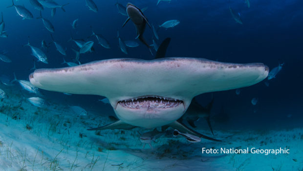 Im Juli taucht der Sender National Geographic Wild tief in die wilde Welt der Haie ein. Einen ganzen Monat lang zeigen verschiedene Doku-Highlights das Leben der gefürchteten Jäger der Ozeane aus neuen und spannenden Perspektiven. (Foto: National Geographic)