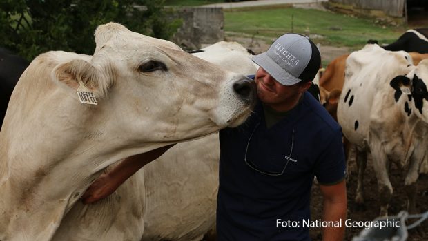 National Geographic Wild zeigt ab dem 28. Dezember die neue Dokuserie „Die Hatchers – Farm, Kühe und Doktoren“. Dabei begleitet der Sender das Leben auf einer fast 200 Jahre alten Milchfarm in den USA. Zum Betrieb der Familie Hatcher gehört nicht nur eine Molkerei, sondern auch eine eigene Tierarztpraxis. (Foto: National Geographic)