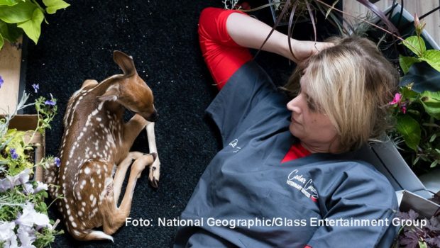 Tierärztin Erin Schroeder und ihr Mann und Kollege Ben stehen im Mittelpunkt der Doku-Serie „Heartland Docs“, die ab heute ihre deutsche TV-Premiere bei National Geographic Wild feiert. In Nebraska verarzten die beiden auch ungewöhnliche Patienten wie Rehkitze, Schlangen oder Eulen. (Foto: National Geographic/Glass Entertainment Group)