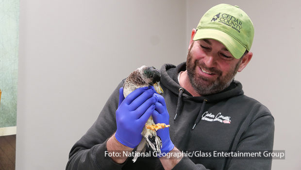 Anfang 2025 gibt’s bei National Geographic WILD ein Wiedersehen mit den „Heartland Docs“. Ab 8. Januar zeigt der Sender neue Folgen aus dem Leben des Tierarzt-Ehepaares Ben und Erin Schroeder. In Nebraska kümmern sich die beiden mit viel Herzblut um ihre tierischen Patienten. (Foto: National Geographic/Glass Entertainment Group)