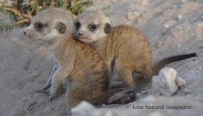 National Geographic Wild begibt sich an diesem Sonntag mit dem Zweiteiler „Das Wunder des Lebens: Tierbabys“ auf eine einzigartige Reise. Es geht um die Geheimnisse des vorgeburtlichen Lebens und die Schwangerschaften von vier werdenden Tiermüttern. (Foto: National Geographic)