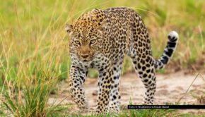 In der neuen National Geographic WILD-Serie „Jäger vs. Beute“ treffen wilde Strategen auf clevere Überlebenskünstler. Immer dienstags gibt’s eine neue Folge des tierischen Doku-Highlights. Los geht‘s am heutigen 2. September. Foto © Shutterstock/David Havel
