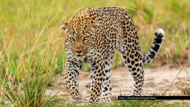 In der neuen National Geographic WILD-Serie „Jäger vs. Beute“ treffen wilde Strategen auf clevere Überlebenskünstler. Immer dienstags gibt’s eine neue Folge des tierischen Doku-Highlights. Los geht‘s am heutigen 2. September. Foto © Shutterstock/David Havel