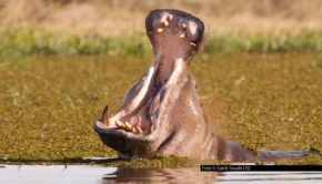Zum Jahresauftakt lädt National Geographic WILD zu einer Safari der gefährlichen Art ein. Am 6. Januar feiert die neue Doku-Serie „Killer Safari“ ihre Deutschlandpremiere auf dem Sender. Insgesamt darf sich das TV-Publikum auf die ersten sechs Folgen des neuen Formats freuen. Foto © Earth Touch LTD