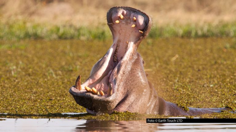 Zum Jahresauftakt lädt National Geographic WILD zu einer Safari der gefährlichen Art ein. Am 6. Januar feiert die neue Doku-Serie „Killer Safari“ ihre Deutschlandpremiere auf dem Sender. Insgesamt darf sich das TV-Publikum auf die ersten sechs Folgen des neuen Formats freuen. Foto © Earth Touch LTD