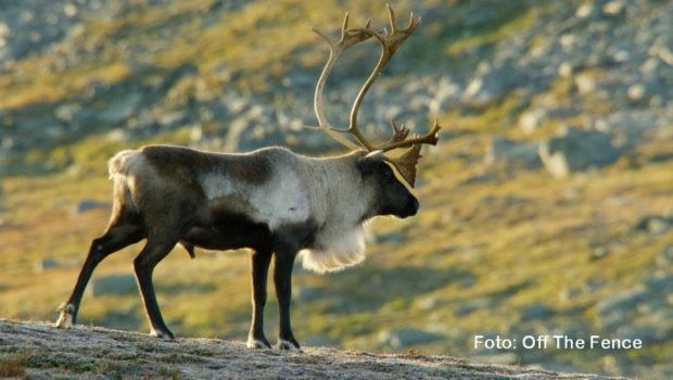 In deutscher Erstausstrahlung zeigt National Geographic Wild am heutigen 21. Juli die Dokumentation „Könige der Wildnis“. Darin geht’s um die vermeintliche männliche Dominanz bei Säugetieren, die in Verbänden leben. Doch in Wahrheit spielen hier die Weibchen eine gewichtige Rolle. (Foto: Off The Fence)