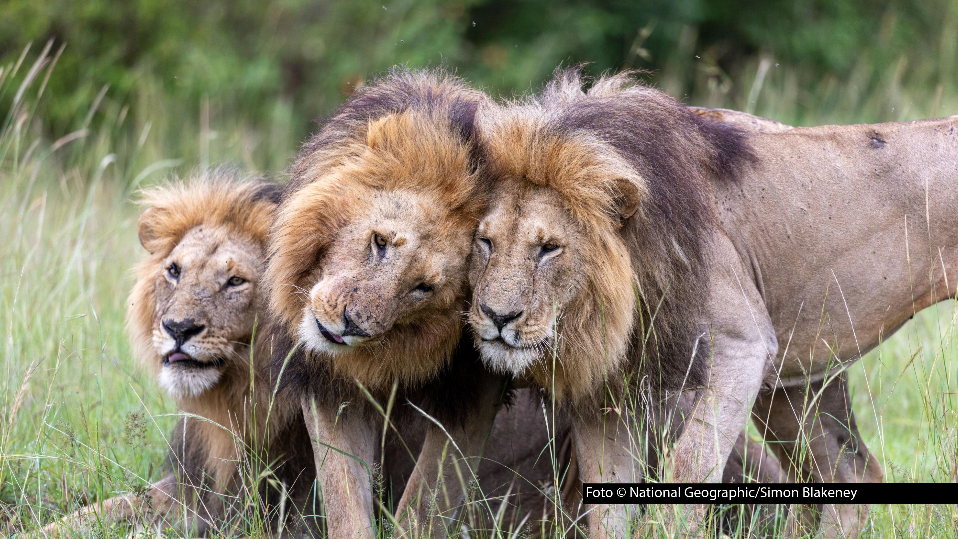 National Geographic hat den Trailer zur vierteiligen Doku-Serie „Lion – Die Löwen-Saga" veröffentlicht. Ab dem 20. August steht die Produktion auf Disney+ bereit. Auf National Geographic ist sie ab dem 24. August montags um 21:00 Uhr zu sehen. Foto © National Geographic/Simo Blakeney