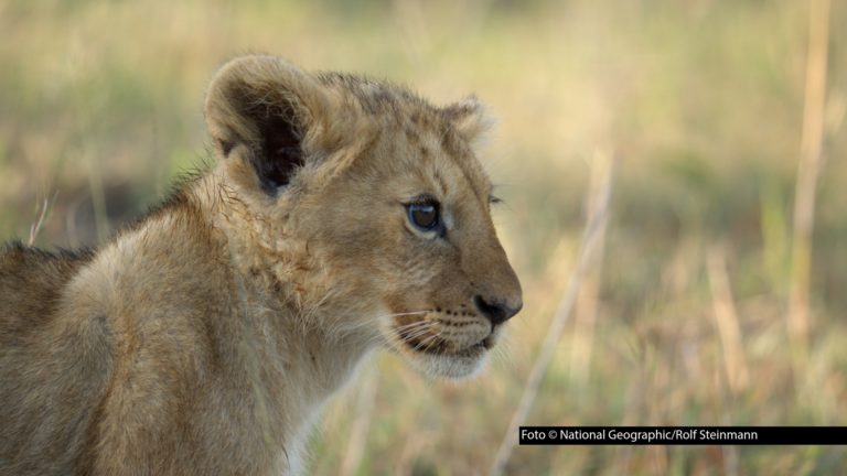 Am 24. August beginnt bei National Geographic eine außergewöhnliche Reise in die afrikanische Wildnis: „Lion – Die Löwen-Saga“ feiert deutsche TV-Premiere. Der Vierteiler von Jon Favreau begleitet das Löwenjunge Kio auf seinem Weg vom neugierigen Nachwuchs zum Herrscher seines Rudels. Den Soundtrack liefert Hans Zimmer. Foto © National Geographic/Rolf Steinmann