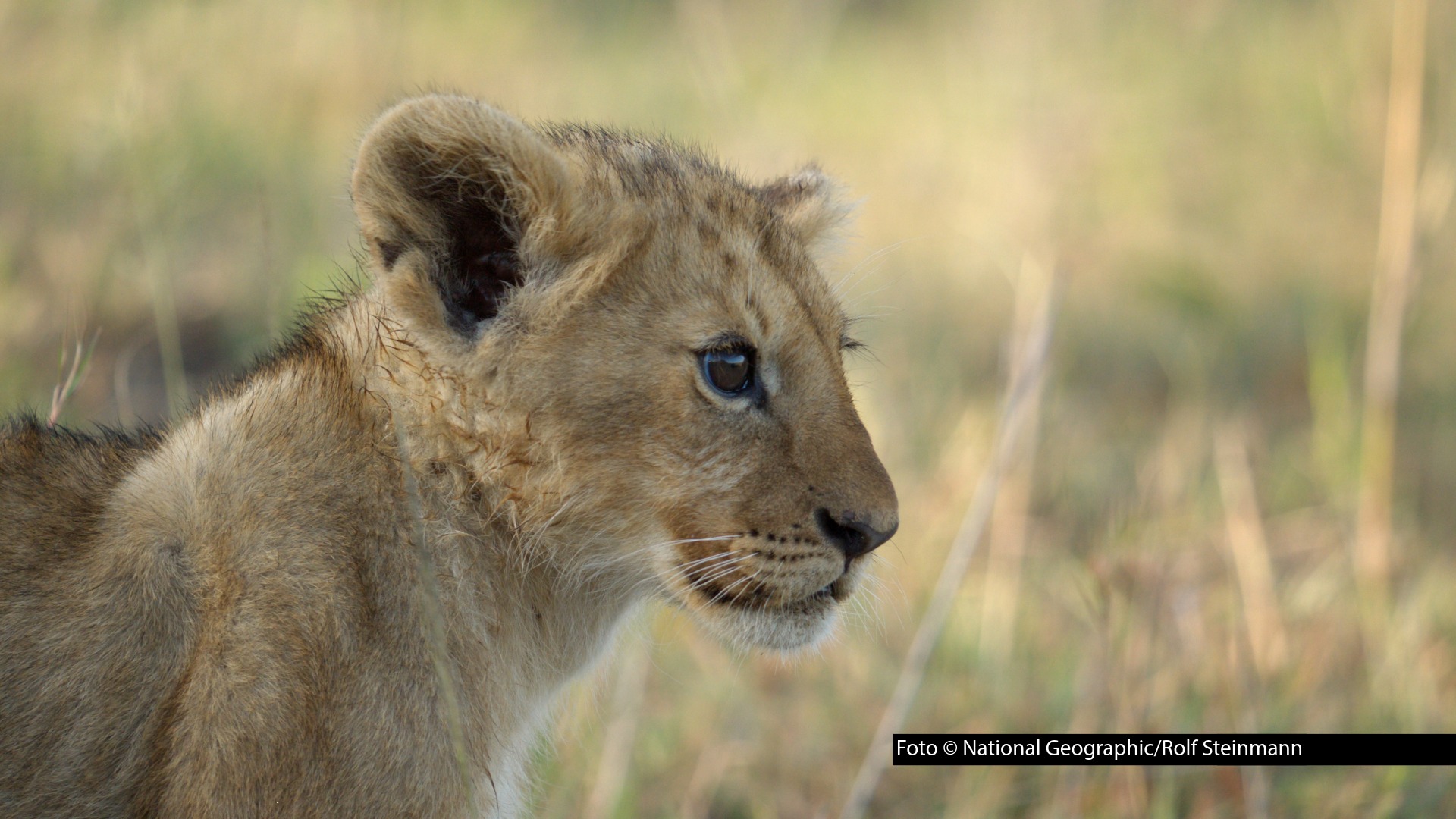 Am 24. August beginnt bei National Geographic eine außergewöhnliche Reise in die afrikanische Wildnis: „Lion – Die Löwen-Saga“ feiert deutsche TV-Premiere. Der Vierteiler von Jon Favreau begleitet das Löwenjunge Kio auf seinem Weg vom neugierigen Nachwuchs zum Herrscher seines Rudels. Den Soundtrack liefert Hans Zimmer. Foto © National Geographic/Rolf Steinmann